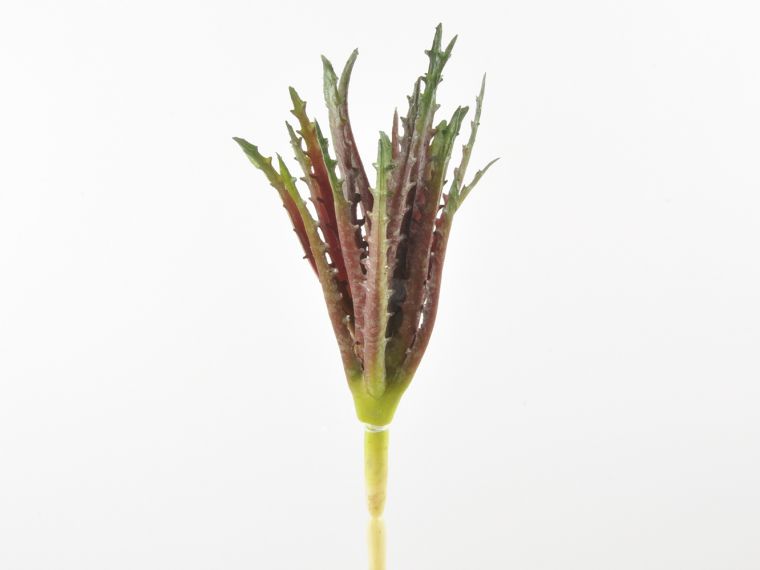 Aloe pick 19cm