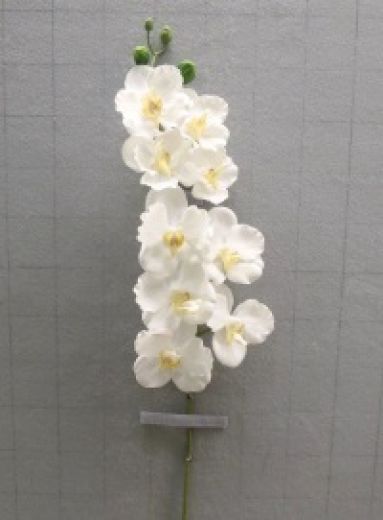 Orhideja vejica 69cm