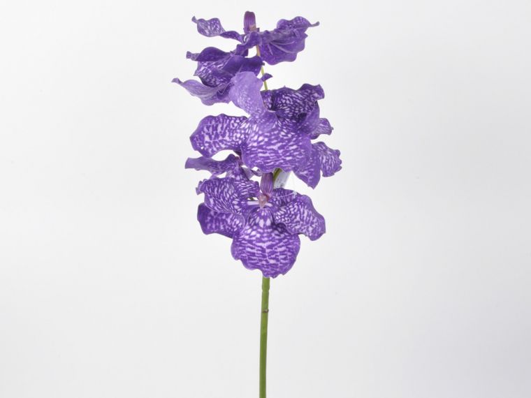 Orhideja vanda vejica 74cm