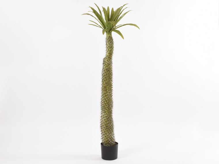 Palma pahipodium  x33 listov v loncu 170cm