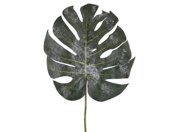 Monstera list leden zelena