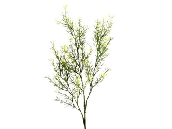 Asparagus vejica x 3 zelena