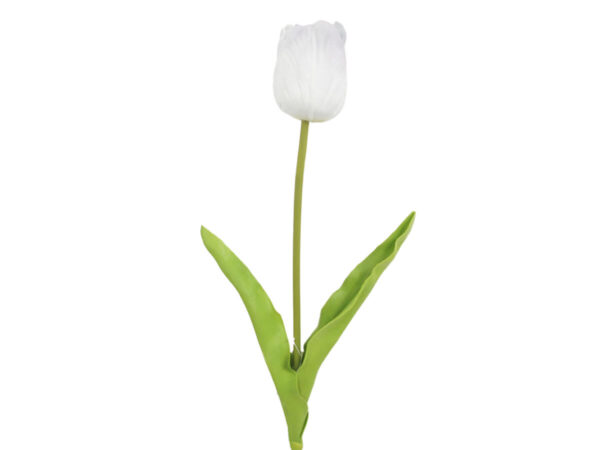 Tulipan bel