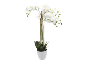 Orhideja phalaenopsis x6 v loncu h113cm bela svila