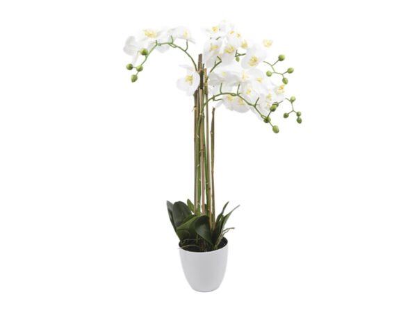 Orhideja phalaenopsis x6 v loncu h113cm bela svila