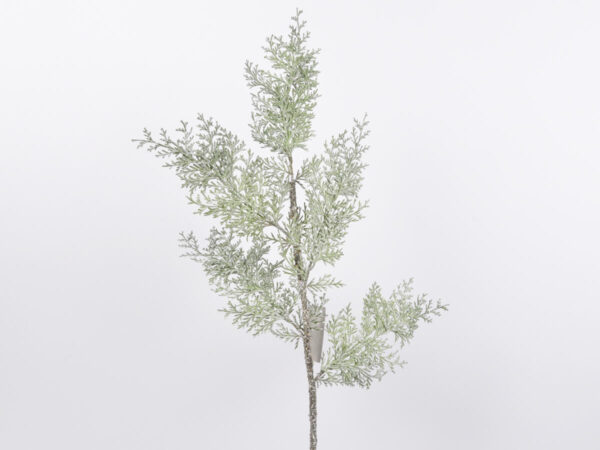 Cedra vejica 76cm