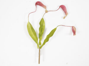 Nepenthes x3 viseč bordo plastika