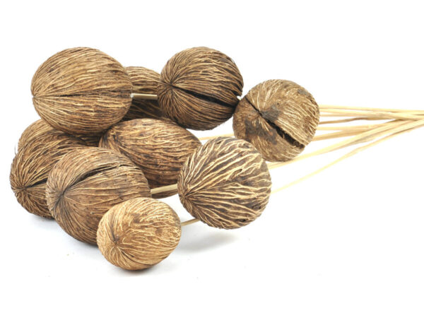 Mintola na piku /10kos natur
