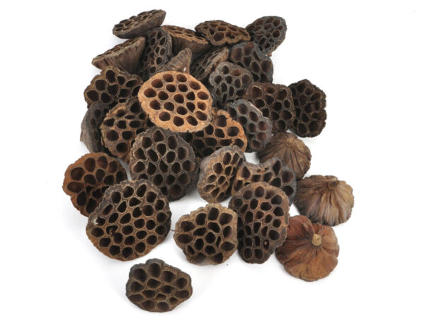 Lotus glave maxi na piku /30kos natur