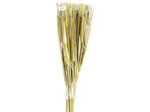 Reed spadix maxi /50kos rumena
