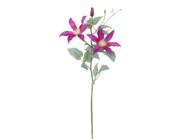 Klematis vejica 65cm fuksija svila