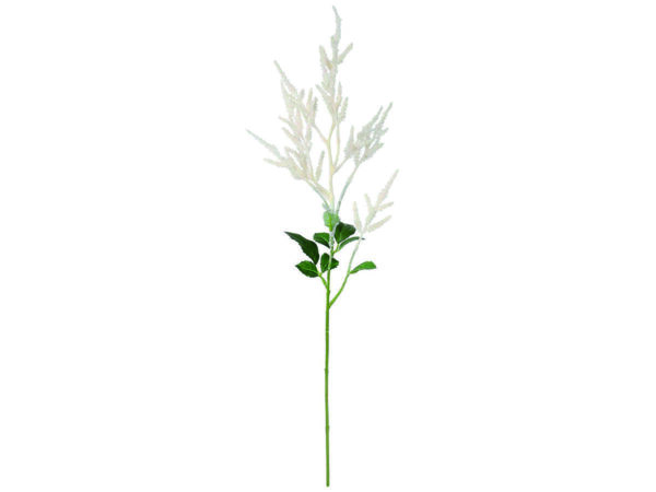 Astilbe vejica krem svila