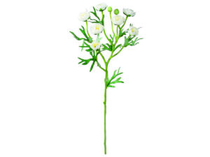 Ranunkulus vejica krem svila