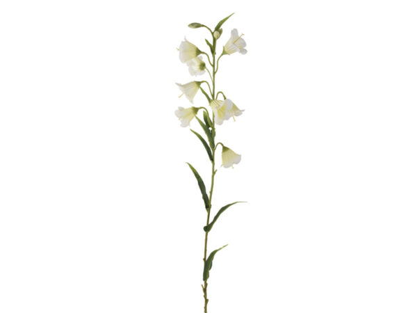 Campanula vejica bela