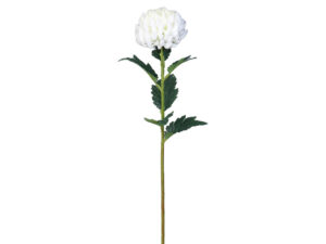 Krizantema enojna vejica 59cm krem svila