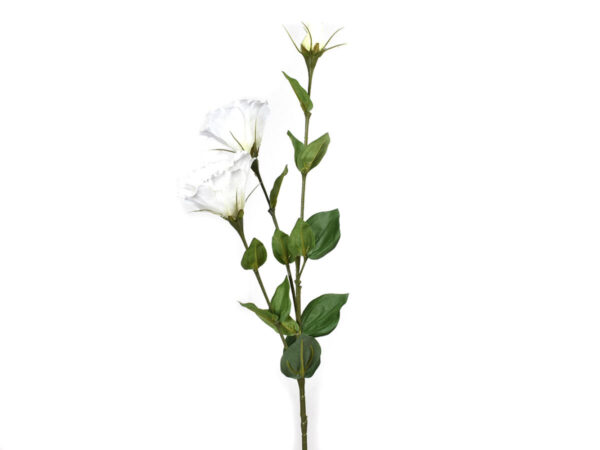 Lisantus vejica 80cm krem svila