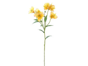 Alstromeria vejica rumena svila