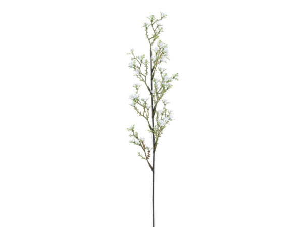 Ligustrum vejica bela svila