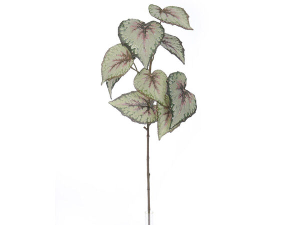 Begonia vejica rdeča/zelena svila