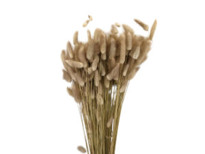 Lagurus 100gr natur
