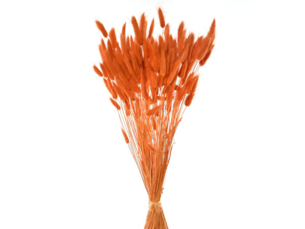 Lagurus 100gr oranž
