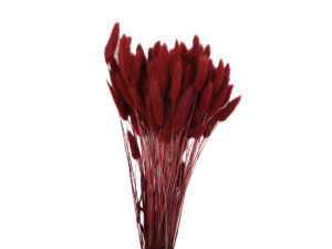 Lagurus 100gr bordo