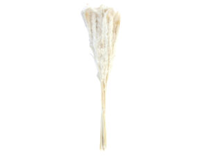 Pampas mini 80gr