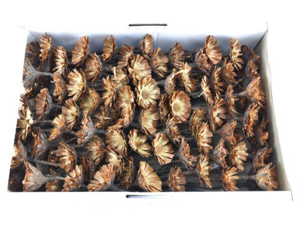 Protea repens rosette /100kos krem