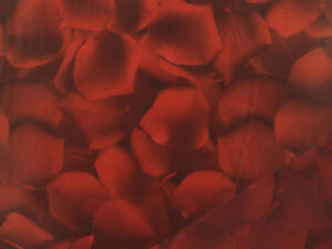 Rola 50my petals